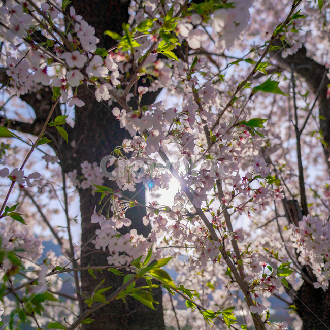 cherryblossoms,벚꽃,봄,꽃,꽃축제,순천만정원,순천,서천,핑크,분홍,핑크블라썸,산책,봄,계절,spring,season,식물,자연,plants,nature,꽃,flower,휴식,힐링,rest,relaxation,healing,plant,blossom,cherry blossom