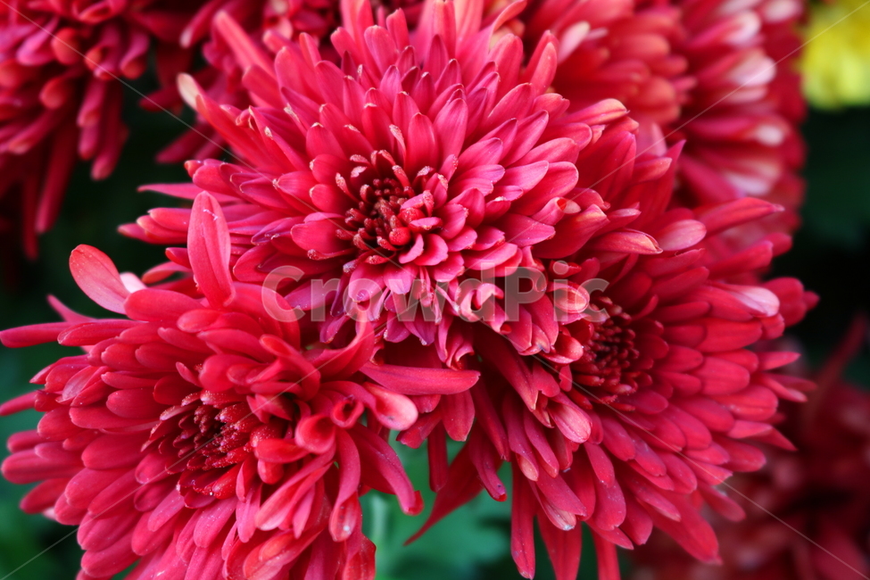 국화,꽃,국화꽃,식물,자연,가을,빨간색꽃,붉은색국화,식물,자연,plants,nature,꽃,flower
