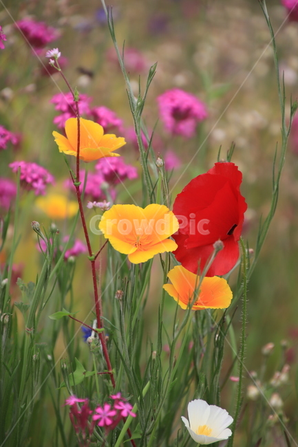 꽃,양귀비,노랑,빨강,야생화,식물,자연,plants,nature,꽃,flower