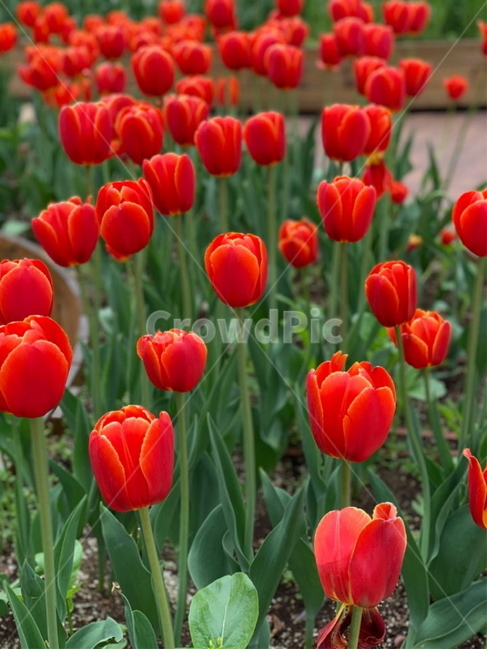 튤립,꽃,봄,꽃축제,축제,flower,tulip,spring,yellow,red