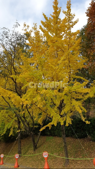 은행나무단풍,계절,가을,공원,나무,식물,단풍,ginkgo,season,fall,autumn,park,tree,plant,maple,자연,nature,풍경,landscape,노랑노랑,낙엽,9월,september,10월,october,11월,november,옥외,outdoor