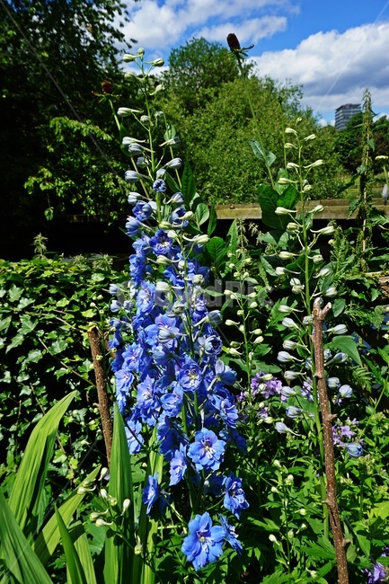 plant,식물,flower,꽃,blossom,파란꽃