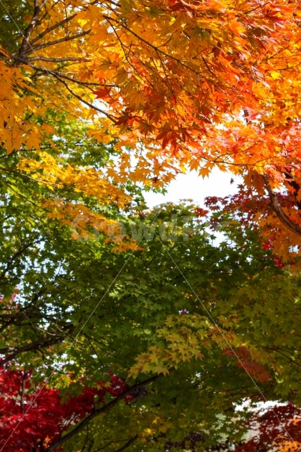 가을,단풍나무,오색,단풍,알록달록,나무,자연,풍경,nature,landscape,가을,계절,fall,autumn,season,leaf,잎,plant,식물,tree,maple
