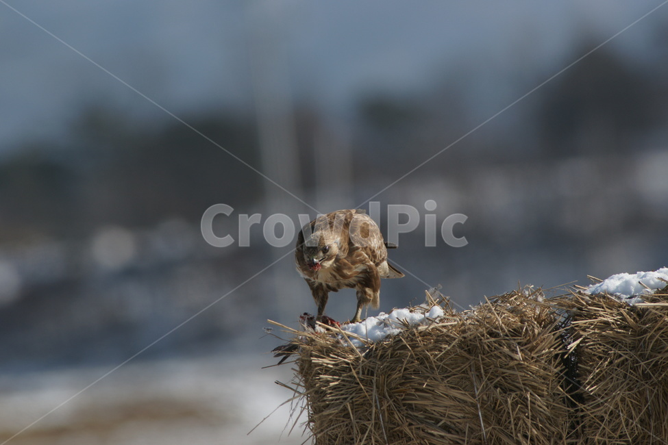 말똥가리,맹금류,조류,사냥,새,동물,animal,조류,새,birds