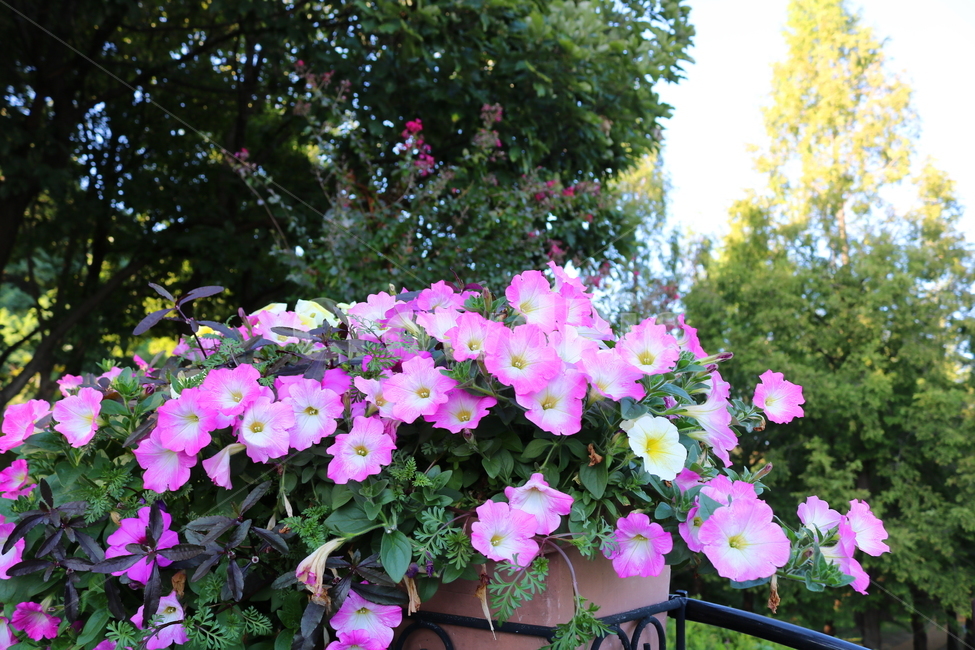 꽃,페튜니아,페튜니아꽃,식물,자연,페츄니아,분홍꽃,식물,자연,plants,nature,꽃,flower