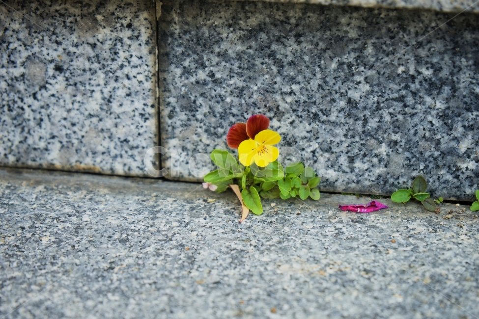 꽃,틈,생명,계단,가녀린,식물,자연,plants,nature,꽃,flower
