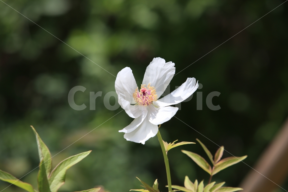 꽃,흩날리는꽃잎,봄,순수,바람,식물,자연,plants,nature,꽃,flower