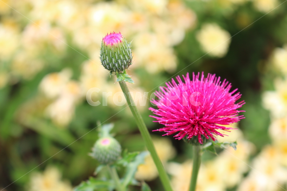 plant,엉겅퀴훈장,thistle,식물,blossom,flower,꽃,식물,자연,plants,nature,꽃,flower