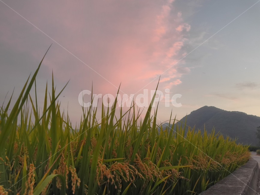 outdoors,옥외,노을,벼,rice