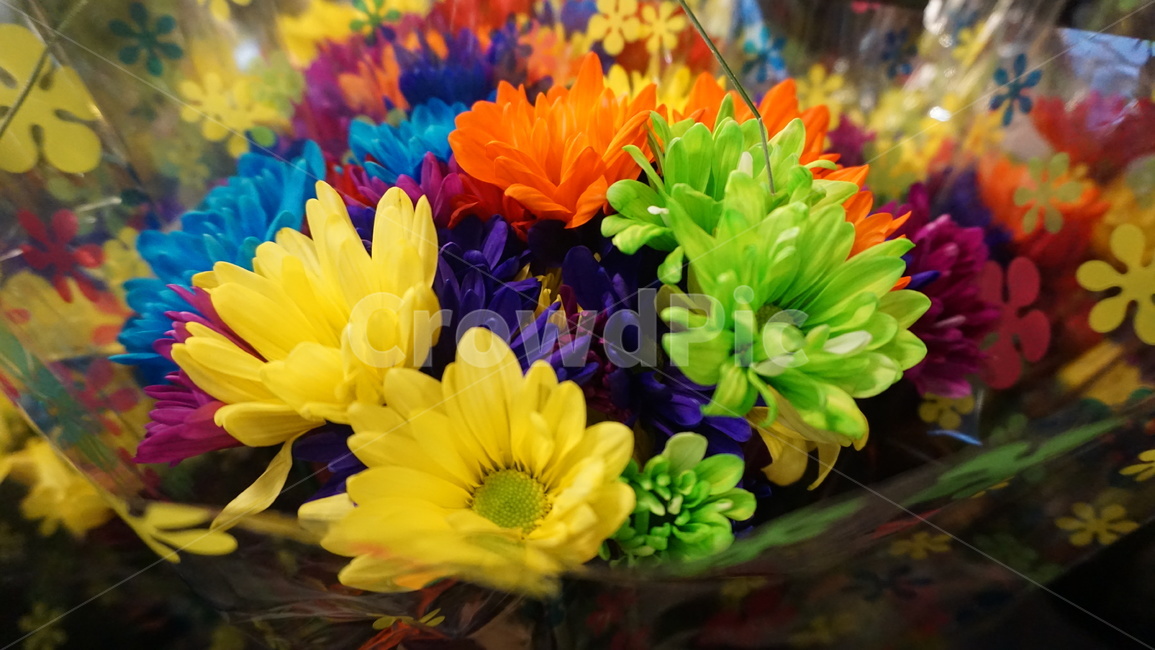 꽃,데이지,flower,daisy,꽃다발,무지개색,형형색색,colorful