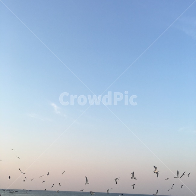 바다,겨울바다,노을,하늘,해지는바다,노을지는바다,평화로움,고요함,배경화면,배경사진,sea,winter,sunset,peaceful,cozy,comfortable,sky,동물,animal,조류,새,birds