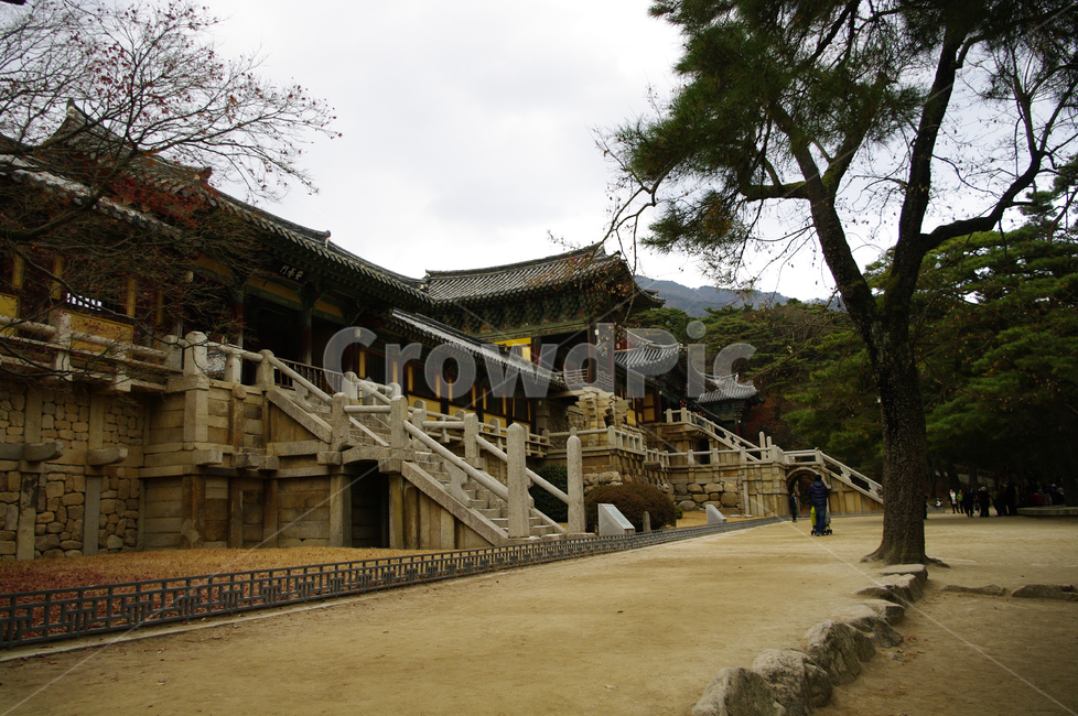 roof,tree,Beomyeongru,Bulguksa Temple,leaf,Gyeongju,traditional,fall,fallen leaves,plant,maple,temple,tradition,Chilbogyo Bridge,architecture