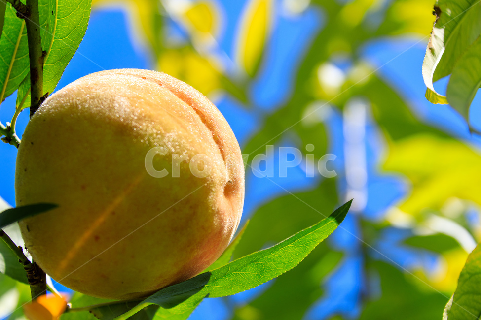 복숭아,과수원,식품,과일,수확,가을,익은,농업,과일,열매,fruit
