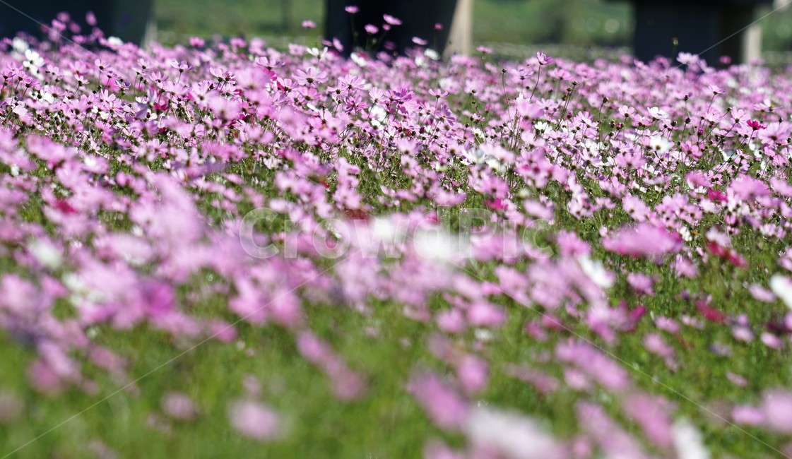 코스모스,가을,꽃,자연,식물,cosmos,nature,fiower,green,pink,가을,계절,fall,autumn,season,식물,자연,plants,nature,꽃,flower,blossom,petal,꽃잎,plant