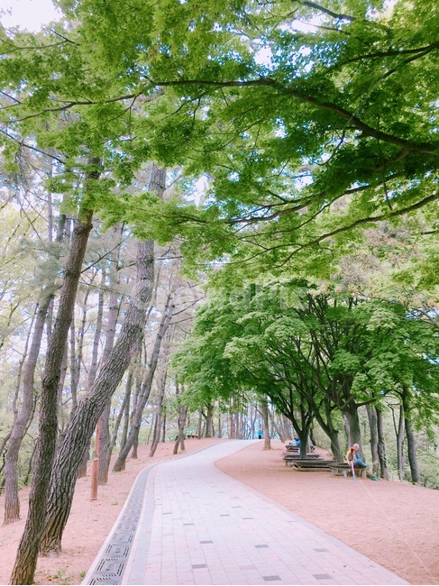 강화도,광성보,관광지,강화광성보,유적지,철죽,숲길,나무,자연,풍경,nature,landscape,plant,식물,tree,garden,정원,outdoors,옥외,tree trunk,나무 줄기,arbour,정자