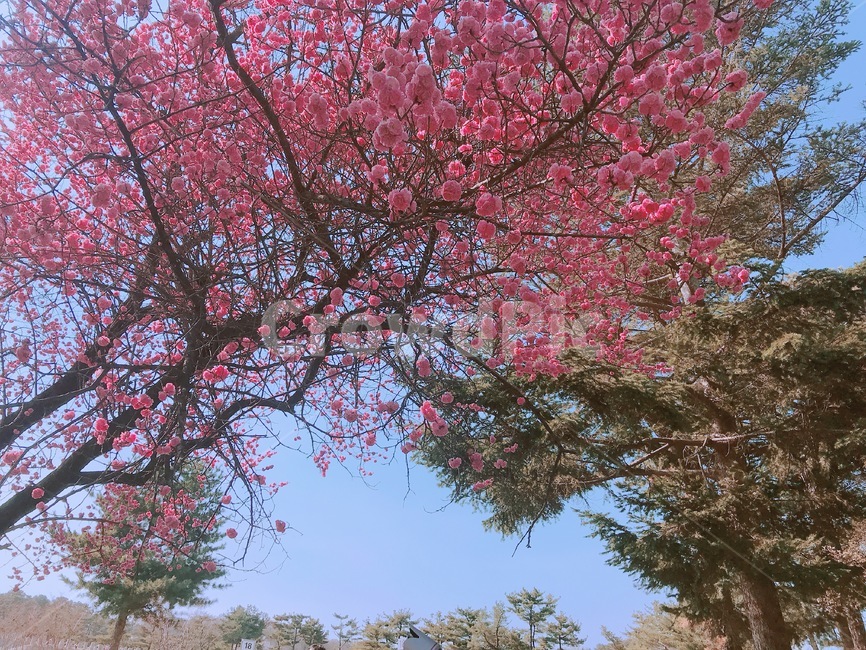 배경,풍경,봄,꽃,벚꽃,흩날리는,spring,flower,식물,자연,plants,nature,꽃,flower