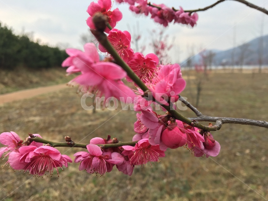 매화,꽃,식물,봄,분홍색,plant