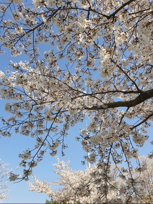 벚꽃,봄꽃,봄,벚나무,spring