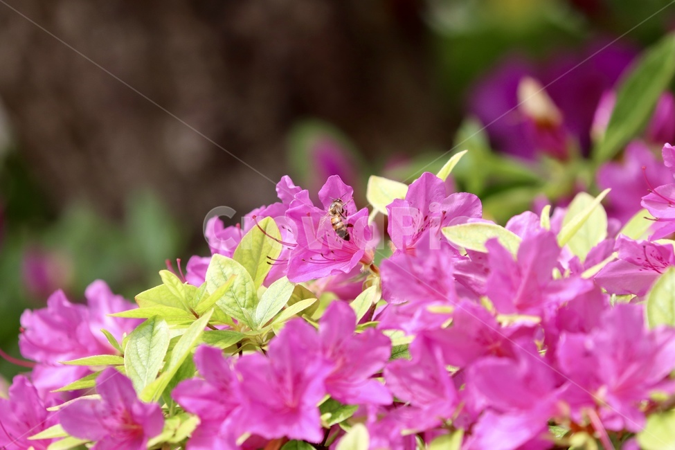 철쭉,보라색,봄,꽃,꿀벌,봄,계절,spring,season,식물,자연,plants,nature,꽃,flower,동물,animal,곤충,벌레,insect,bug,geranium,제라늄,plant,blossom