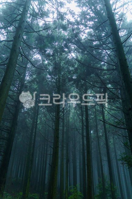 Forest,forest of Saryeoni,pine tree,cypress tree,phytoncide,forest,tall tree,big tree,bamboo