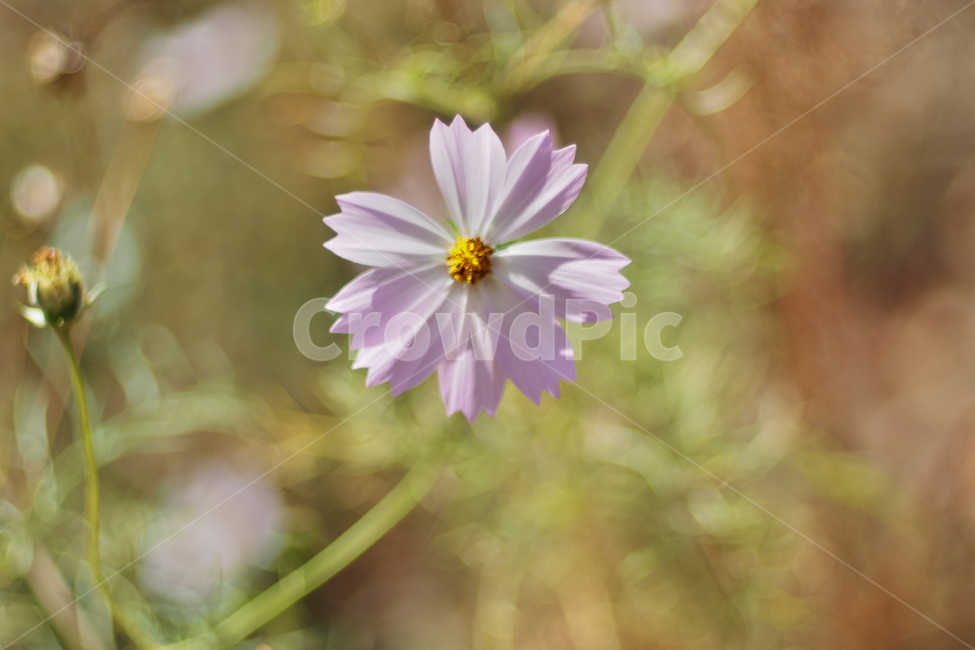 코스모스,가을,cosmos,autumn,flower,꽃,가을꽃,plant,식물,bloom