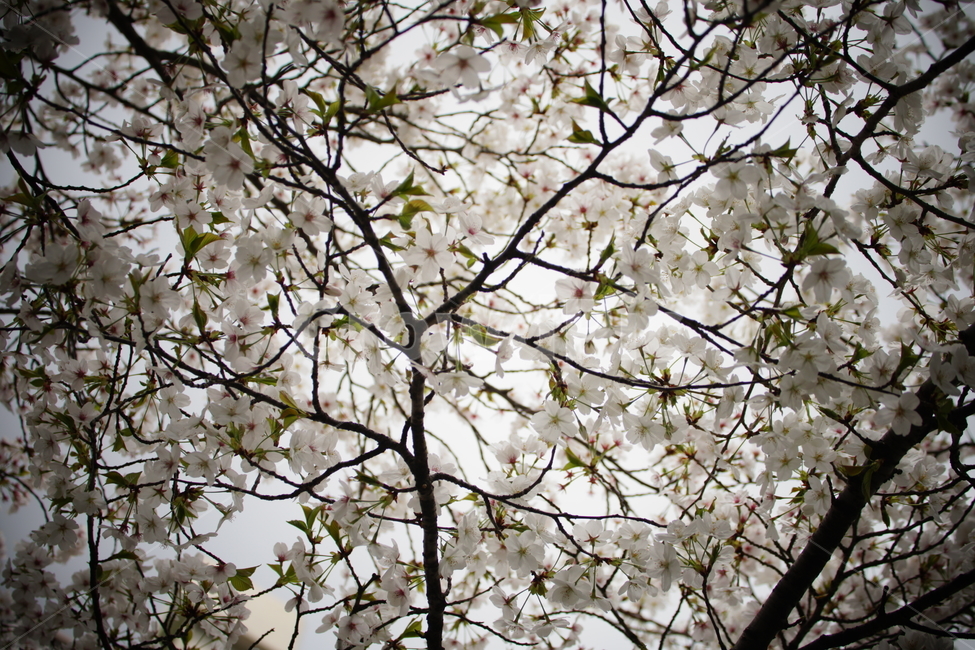 blossom,flower,꽃,식물,벚꽃
