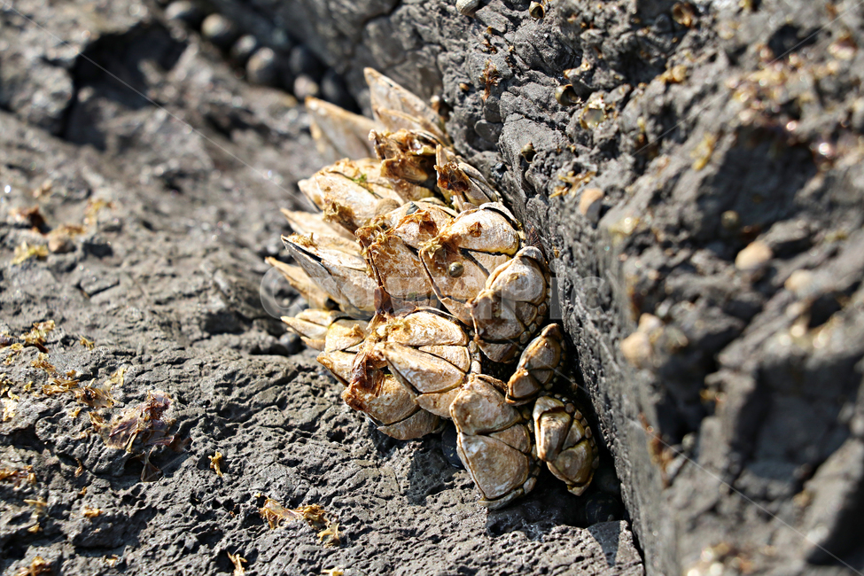 barnacle,거북손,갑각류,거북손붙이,절지동물,식재료,food,요리재료