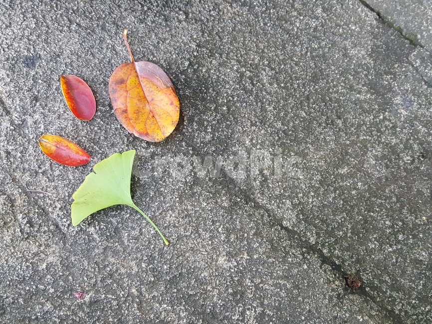자연,나뭇잎,가을,낙엽,단풍잎,자연풍경,단풍