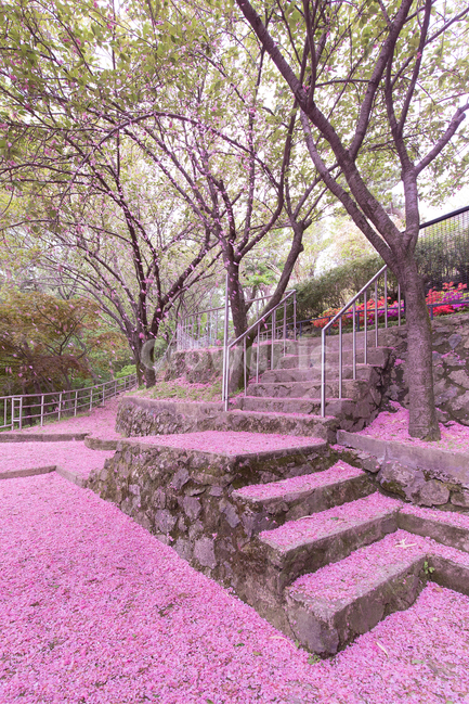벚꽃,분홍색,앞산,꽃잎,자연,풍경,봄,계절,spring,season,자연,풍경,nature,landscape,garden,정원,outdoors,옥외,arbour,정자