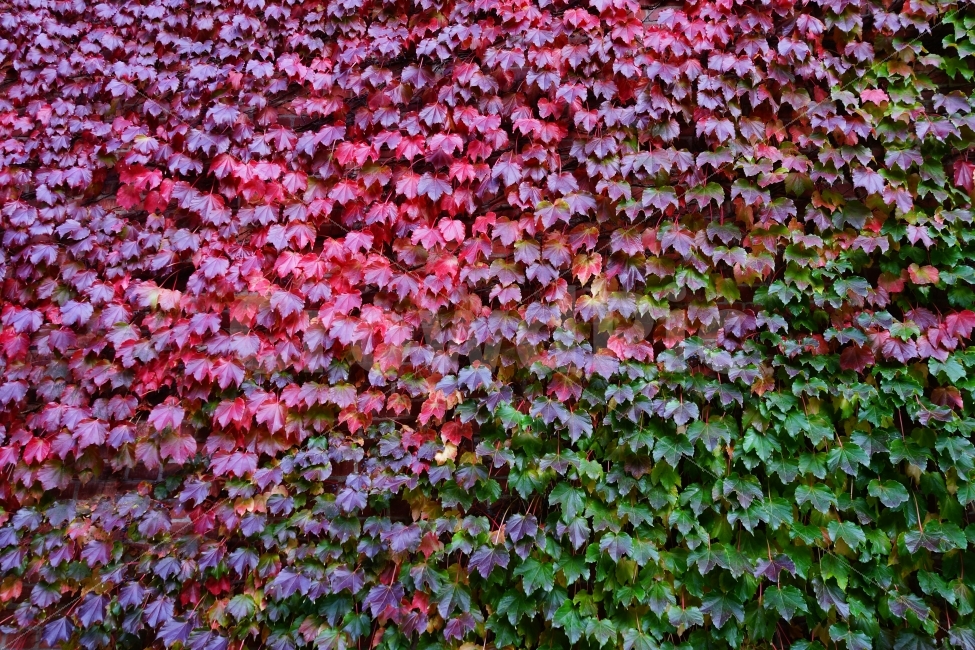 가을,담쟁이,초록,빨간색,붉은,잎,벽,단풍,풍경,배경,식물,자연,plants,nature