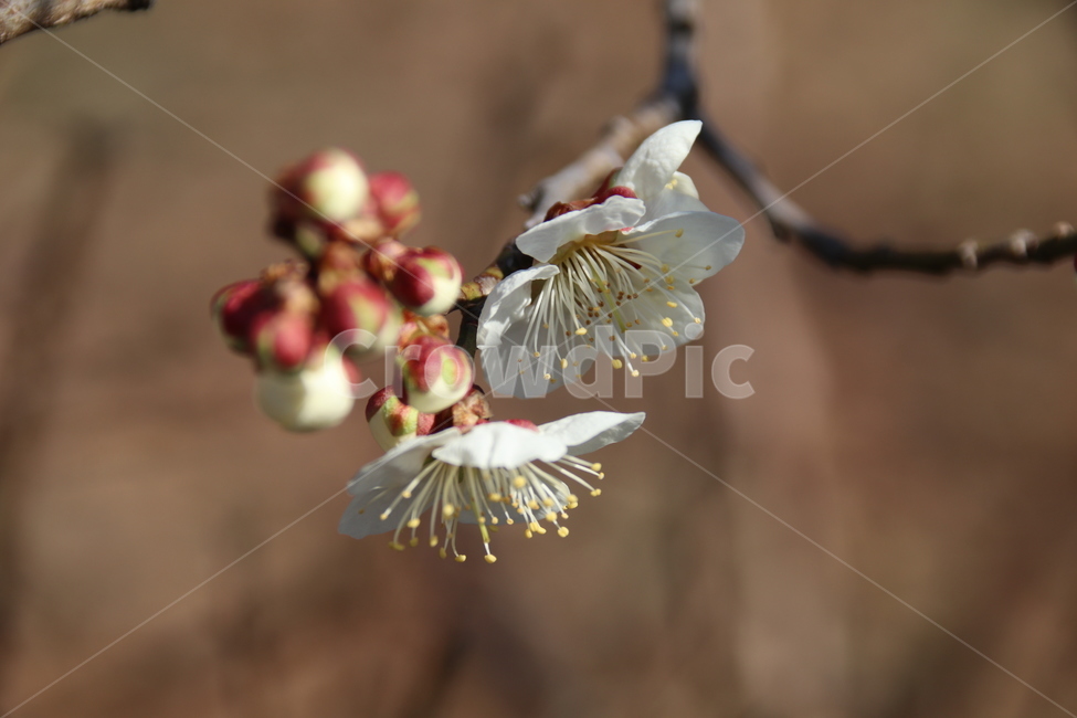 식물,꽃,봄,계절,flower,봄,계절,spring,season,식물,자연,plants,nature,꽃,flower,plant