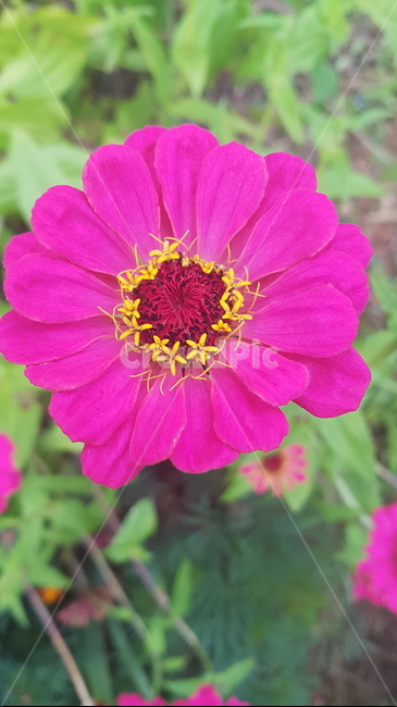 꽃,들꽃,flower,wildflower,꽃잎,petal,floralleaf