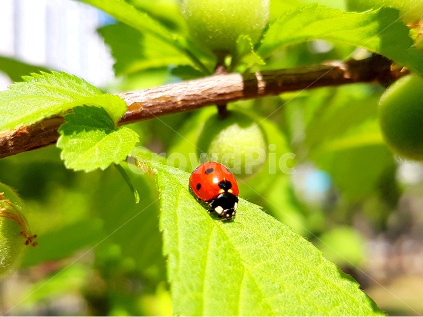 무당벌레,곤충,칠성무당벌레,딱정벌레,해충,익충,Ladybug,동물,animal,곤충,벌레,insect,bug