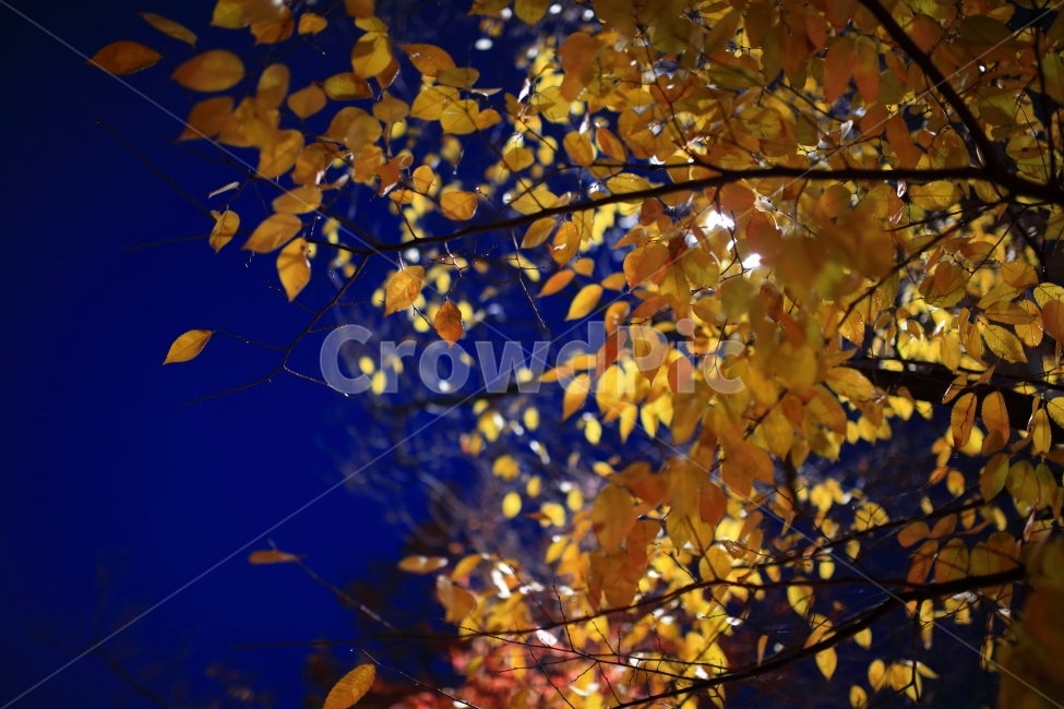 야경,잎,밤,사진,나뭇잎,빛,가을,계절,fall,autumn,season,야경,밤,풍경,nightscape,night,landscape,식물,자연,plants,nature,plant,leaf