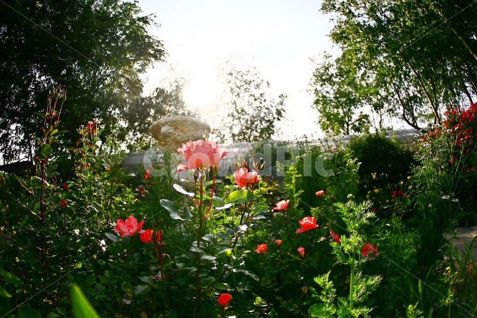 장미,장미정원,원주허브팜,빨간장미,허브팜,식물,자연,plants,nature,꽃,flower,휴식,힐링,rest,relaxation,healing