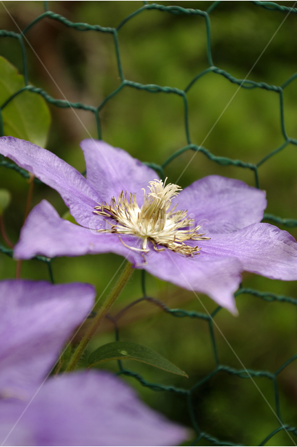 꽃,식물,flower,color,nature,자연,식물,자연,plants,nature,꽃,flower