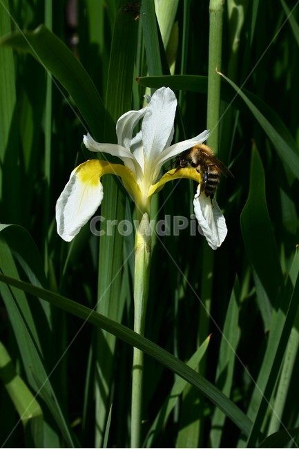 흰붓꽃,붓꽃과,여러해살이풀,야생화,관상용,식물,식물,자연,plants,nature,꽃,flower