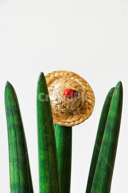 flower,꽃,무당벌레,식물,plant,식물,자연,plants,nature