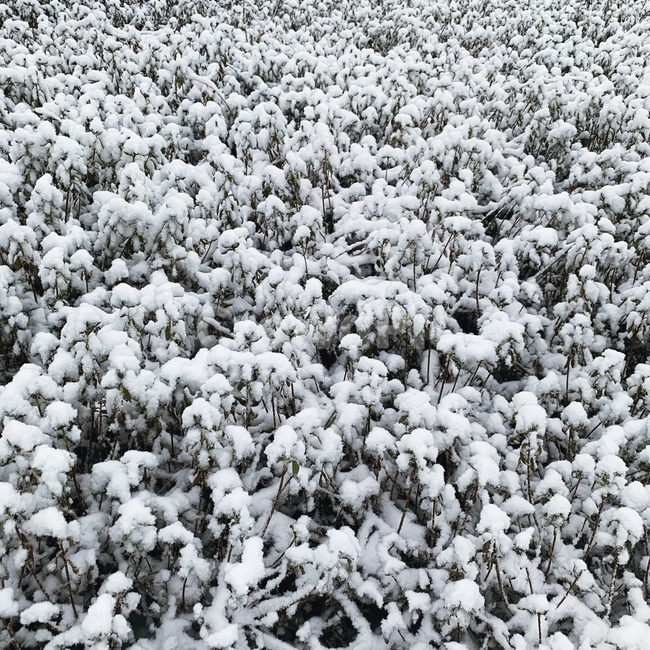 눈,눈꽃,감성,감성사진,snow,스노우,겨울,함박눈,겨울,계절,winter,season