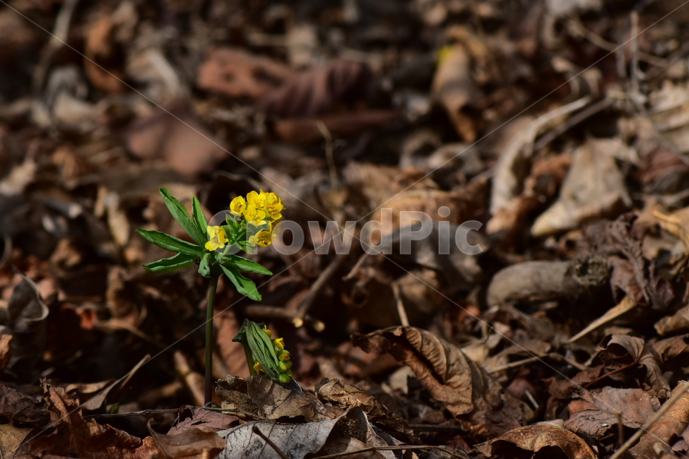 한계령풀,야생화,봄,꽃,풀꽃,자연,식물,식생,plants,nature,spring,season,flower