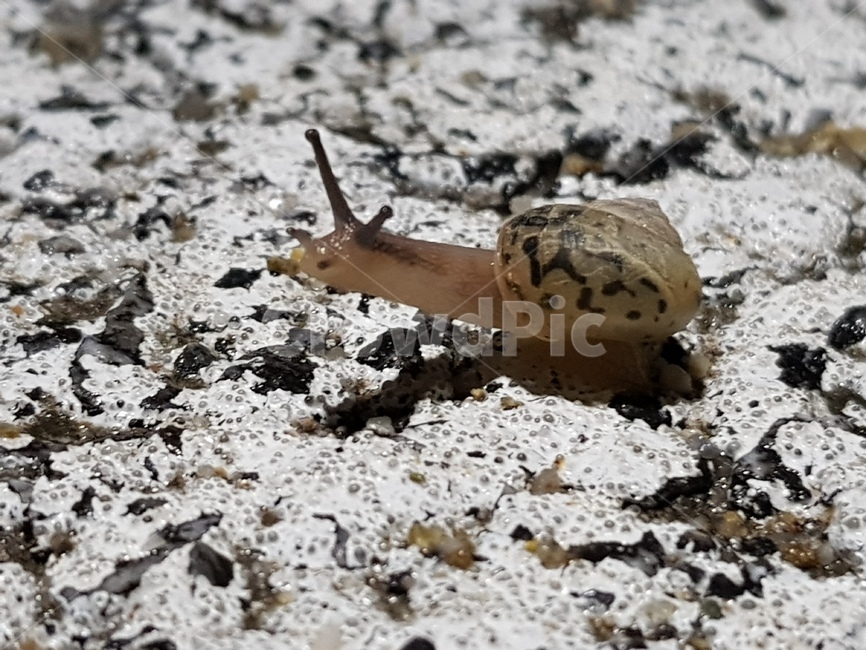 달팽이,snail,동물,cute,귀여움
