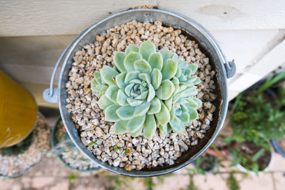 화분,접사,근접촬영,식물,선인장,closeup,plant,cactus,nature,자연,감성