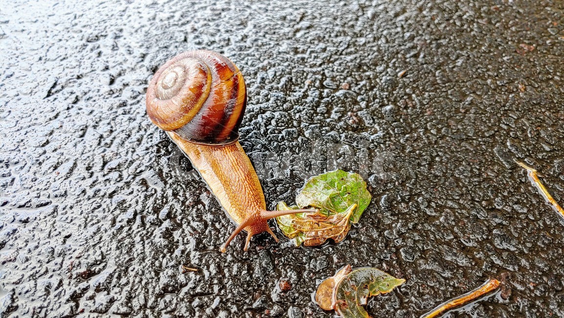 달팽이,snails,greatsnail,연체동물,escargot,caracol,salyangoz,schnecke,자웅동체,동물,animal