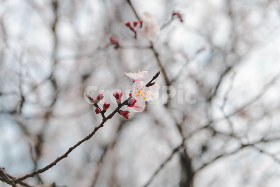 봄,벚꽃,꽃잎,flower,cheeryblossom,봄꽃