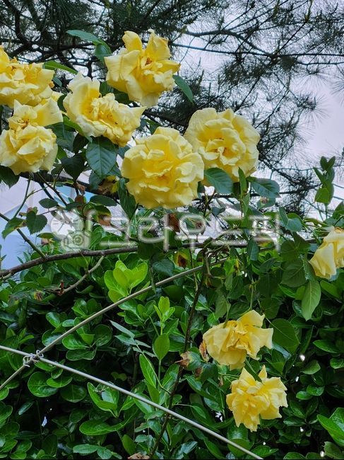 꽃,초록색,노란색,노랑,노란장미