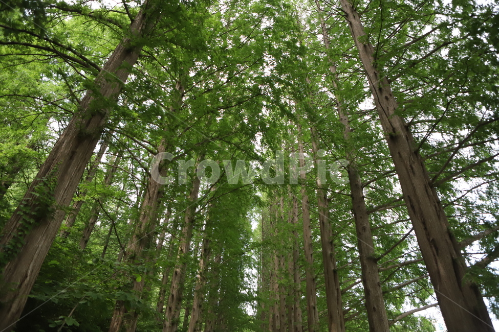 plant,식물,tree,나무,vegetation,초목