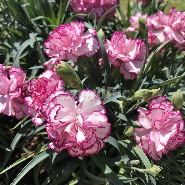 카네이션,carnation,꽃,식물,자연,flower,plants,nature,초록,green