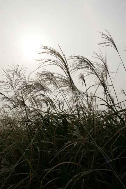 억새,풍경,하늘,가을,억새풀,식물,가을,계절,fall,autumn,season,식물,자연,plants,nature,grass,잔디,plant,lawn,reed,갈대