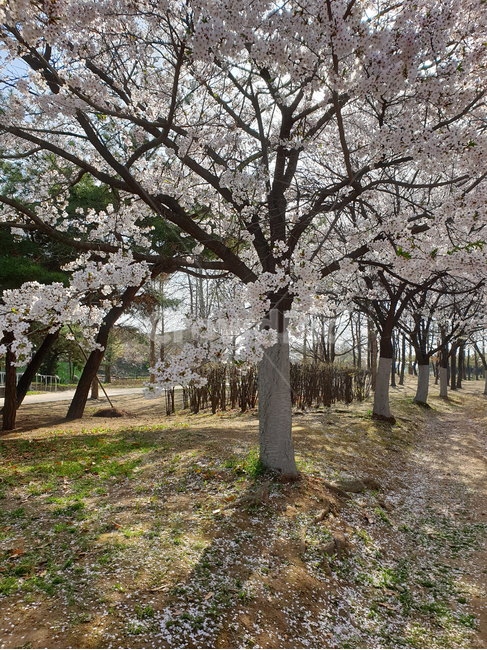 벚나무,벚꽃,호수공원,공원,식물,풀,벚꽃잎,자연,하얀,핑크,봄,계절,spring,season,자연,풍경,nature,landscape,plant