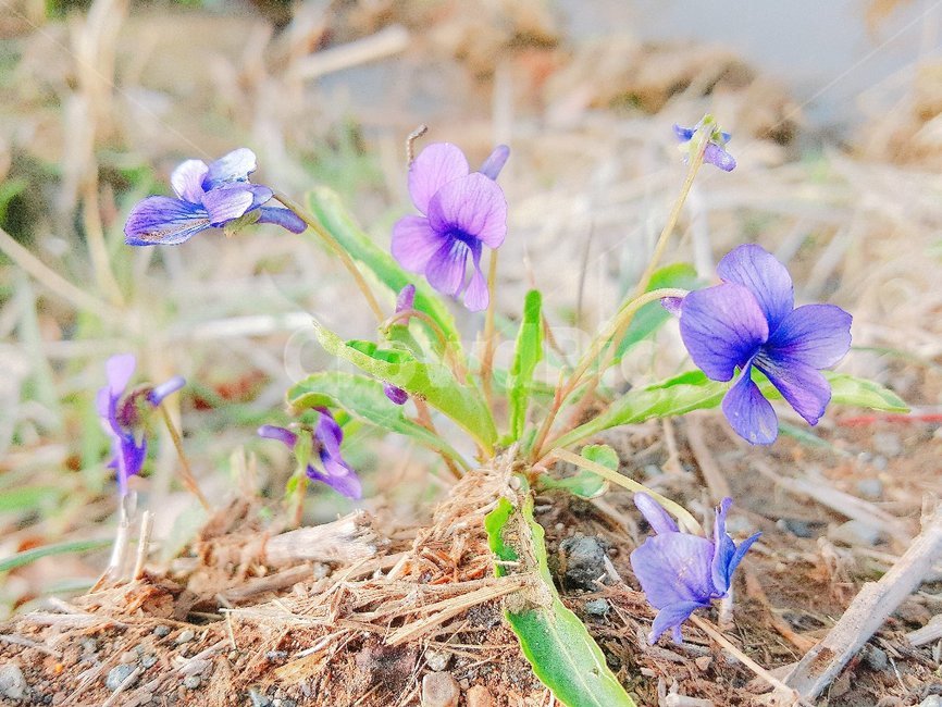 geranium,제라늄,flower,식물,blossom,보라